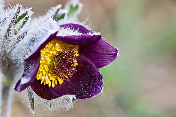 webG_Natura\flora carsica\001.jpg